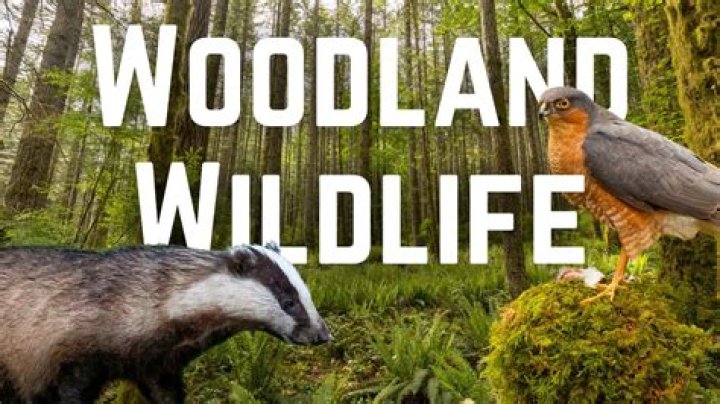Unveiling The Enchanting Wilderness Of Aspen Wild: A Nature Lover's Paradise